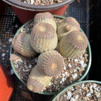 Rare Cactus - Echinopsis Famatimensis cluster