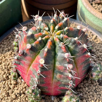 Rare Cactus - Gymnocalycium Mihanovichii Variegata