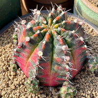 Rare Cactus - Gymnocalycium Mihanovichii Variegata