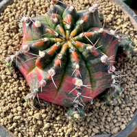 Rare Cactus - Gymnocalycium Mihanovichii Variegata