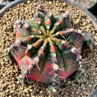 Rare Cactus - Gymnocalycium Mihanovichii Variegata