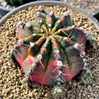 Rare Cactus - Gymnocalycium Mihanovichii Variegata