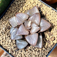 Rare Succulents - Haworthia Athena (2.5")