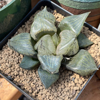 Rare Succulents - Haworthia Emelyae var. Comptoniana 'Urahannya' (2.5-3”)