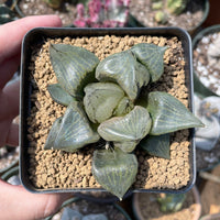 Rare Succulents - Haworthia Emelyae var. Comptoniana 'Urahannya' (2.5-3”)
