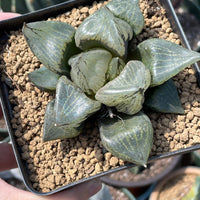 Rare Succulents - Haworthia Emelyae var. Comptoniana 'Urahannya' (2.5-3”)