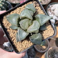 Rare Succulents - Haworthia Emelyae var. Comptoniana 'Urahannya' (2.5-3”)
