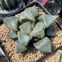 Rare Succulents - Haworthia Emelyae var. Comptoniana 'Urahannya' (2.5-3”)