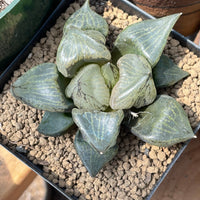 Rare Succulents - Haworthia Emelyae var. Comptoniana 'Urahannya' (2.5-3”)