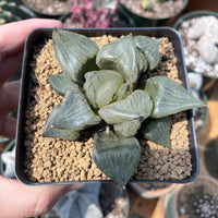 Rare Succulents - Haworthia Emelyae var. Comptoniana 'Urahannya' (2.5-3”)