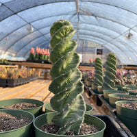 Rare Cactus - Cereus Validus Spiralis (12&quot;-15&quot; tall)