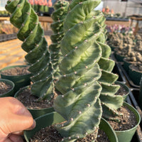 Rare Cactus - Cereus Validus Spiralis (12&quot;-15&quot; tall)