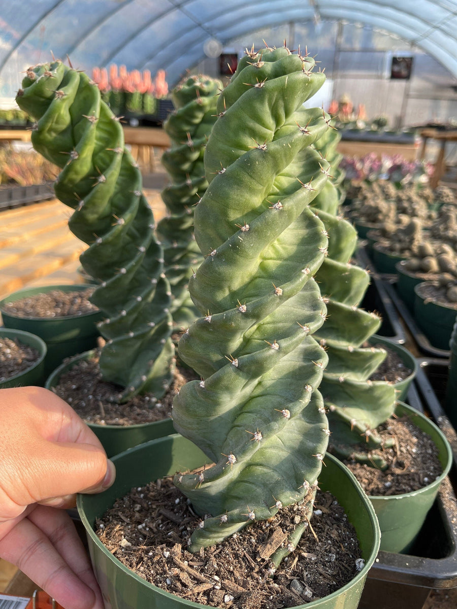 Rare Cactus - Cereus Validus Spiralis (12"-15" tall)