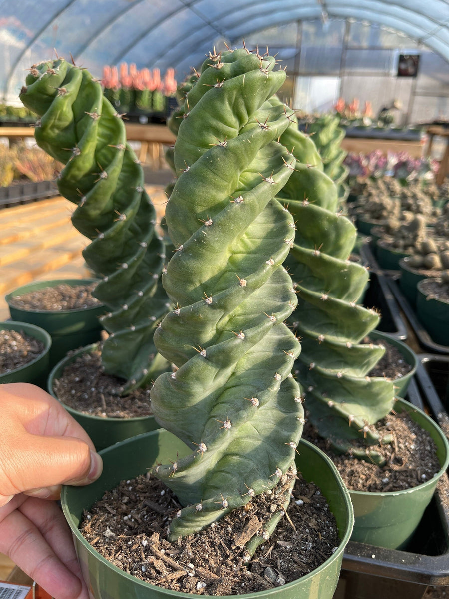 Rare Cactus - Cereus Validus Spiralis (12"-15" tall)