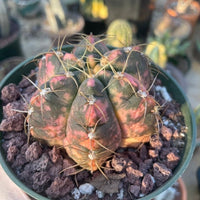 Rare Succulents - Gymnocalycium horstii Variegata (2.5”-3”)