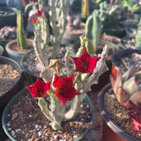 Rare Succulents - Caralluma Socotrana