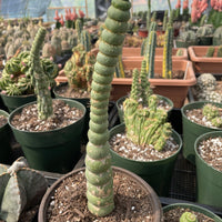 Rare Cactus - Eulychnia Crastanea Spiralis (17”-20”)