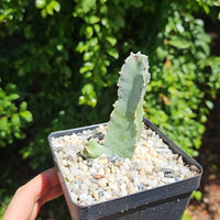 Rare Succulents - Caralluma Speciosa (8”-10”)