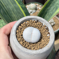 Rare Succulents - Dintheranthus pole-evansii golf ball (0.7”-1”)