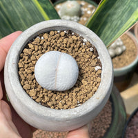 Rare Succulents - Dintheranthus pole-evansii golf ball (0.7”-1”)