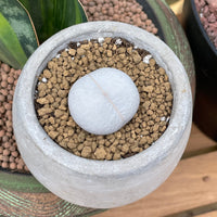 Rare Succulents - Dintheranthus pole-evansii golf ball (0.7”-1”)