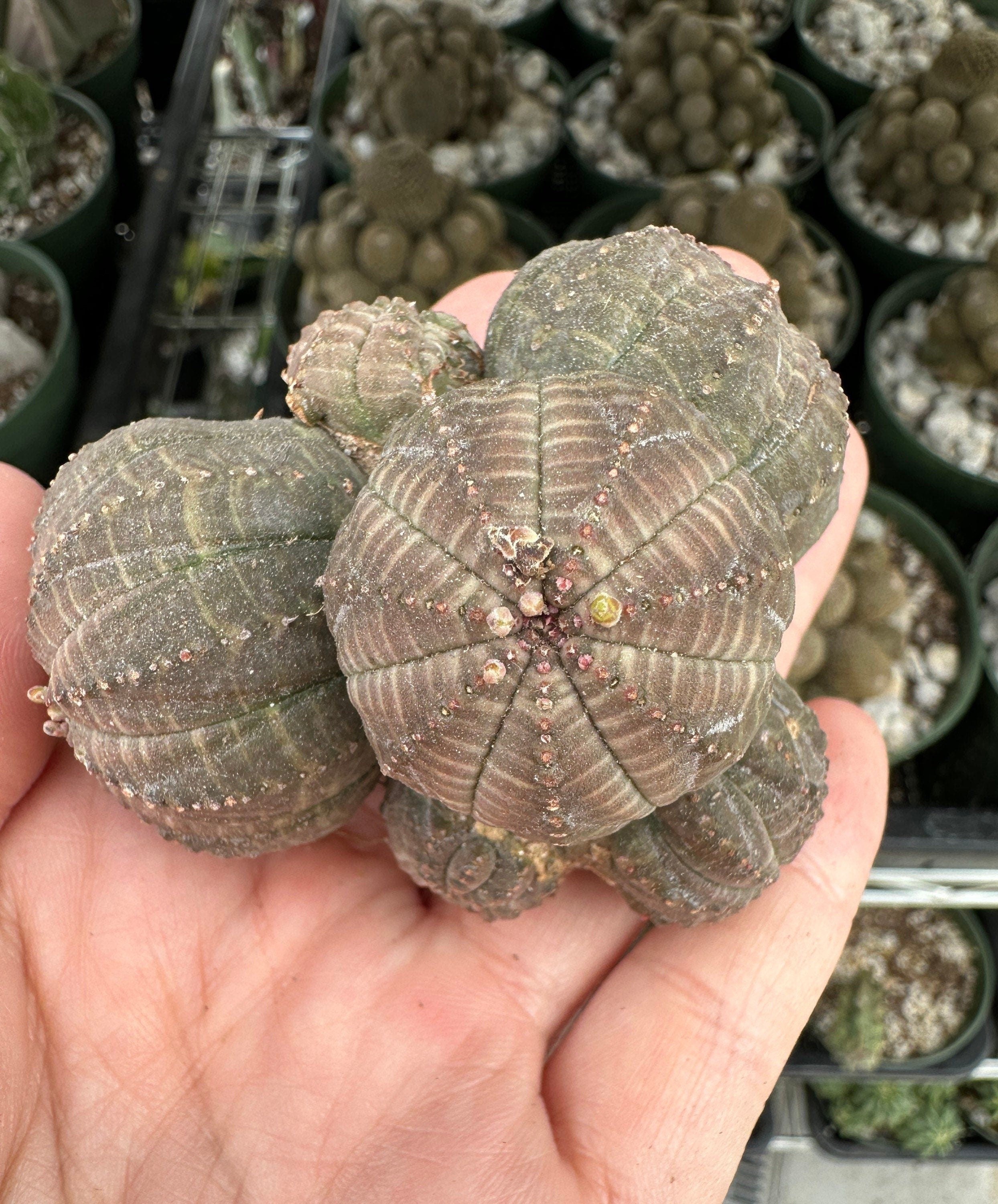 BE@RBRICK Euphorbia obesa 100％ &amp; 400％ MEDICOM TOY BE@RBRICK Euphorbia obesa 100％ & 400％ BOTANIZE