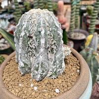 Rare Cactus - Astrophytum Myriostigma cv. onzuka Fukuryu