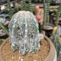 Rare Cactus - Astrophytum Myriostigma cv. onzuka Fukuryu