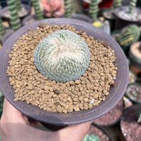 Rare Cactus - Epithelantha micromeris single stem