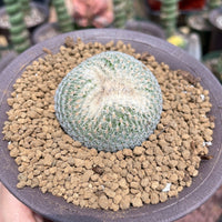 Rare Cactus - Epithelantha micromeris single stem