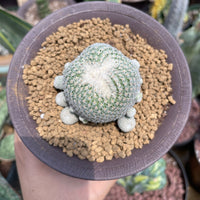 Rare Cactus - Epithelantha micromeris single stem