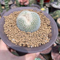 Rare Cactus - Epithelantha micromeris single stem