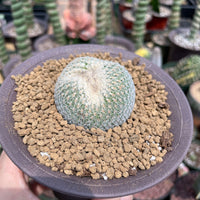 Rare Cactus - Epithelantha micromeris single stem