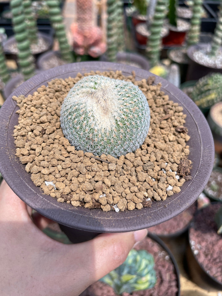 Rare Cactus - Epithelantha micromeris single stem