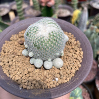 Rare Cactus - Epithelantha micromeris single stem