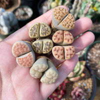 Rare Succulents - Lithops spp. double heads (0.8”)/1pc