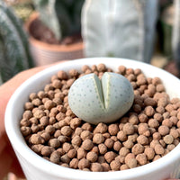 Rare Succulents - Dintheranthus Wilmotianus (0.5”)