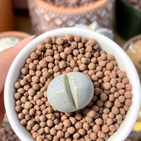 Rare Succulents - Dintheranthus Wilmotianus (0.5”)