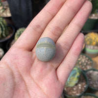 Rare Succulents - Dintheranthus Wilmotianus (0.5”)