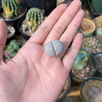 Rare Succulents - Dintheranthus Wilmotianus (0.5”)
