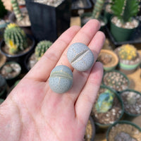 Rare Succulents - Dintheranthus Wilmotianus (0.5”)