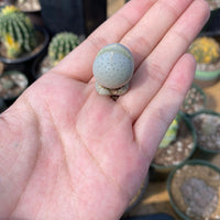 Rare Succulents - Dintheranthus Wilmotianus (0.5”)