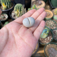 Rare Succulents - Dintheranthus Wilmotianus (0.5”)