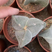 Rare Cactus - Astrophytum Myriostigma 3 sides (2”)