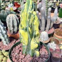 Rare Cactus - Myrtillocactus Geometrizans Fred variegated
