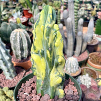 Rare Cactus - Myrtillocactus Geometrizans Fred variegated