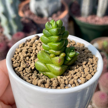 Rare Succulents - Crassula Marchandii (2.5” pot)