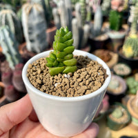 Rare Succulents - Crassula Marchandii (2.5” pot)