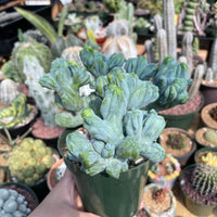 Rare Cactus - Myrtillocactus Geometrizans Crested var. Fred