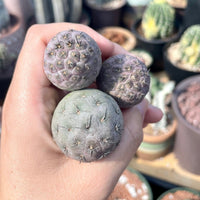 Rare Cactus - Tephrocactus geometricus single balls cutting
